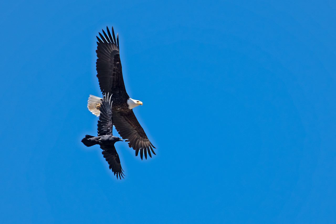 Bald Eagle and the Common Raven — Banff Moments